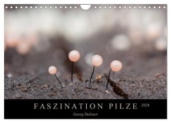 FASZINATION PILZE 2026 (Wandkalender 2026 DIN A4 quer), CALVENDO Monatskalender - Georg Stelzner