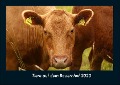 Tiere auf dem Bauernhof 2023 Fotokalender DIN A4 - Tobias Becker