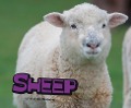 Sheep - Michelle Hasselius