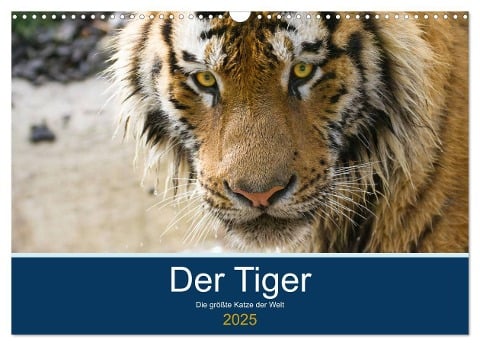 Der Tiger - die größte Katze der Welt (Wandkalender 2025 DIN A3 quer), CALVENDO Monatskalender - Cloudtail The Snow Leopard