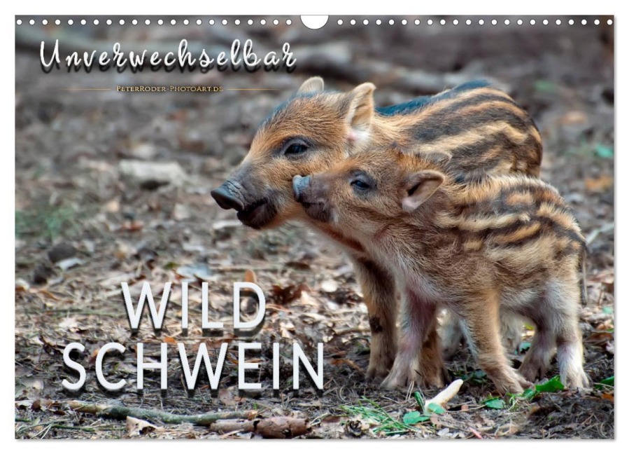 Unverwechselbar - Wildschwein (Wandkalender 2025 DIN A3 quer), CALVENDO Monatskalender - Peter Roder