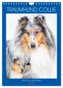 Cover-Bild zum Titel 'Traumhund Collie - Glück auf vier Pfoten (Wandkalender 2026 DIN A4 hoch), CALVENDO Monatskalender' von 'Sigrid Starick'
