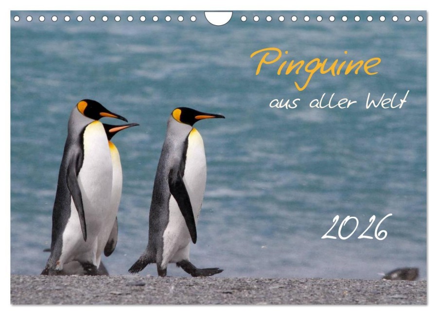 Pinguine aus aller Welt (Wandkalender 2026 DIN A4 quer), CALVENDO Monatskalender - Brigitte Schlögl