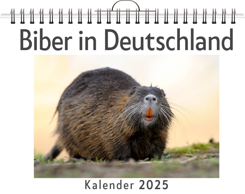 Biber in Deutschland - (Wandkalender 2025, Kalender DIN A4 quer, Monatskalender im Querformat mit Kalendarium, das perfekte Geschenk) - Julia Huber
