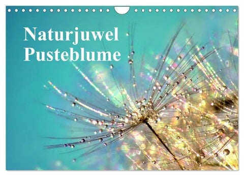 Naturjuwel Pusteblume (Wandkalender 2024 DIN A4 quer), CALVENDO Monatskalender - Julia Delgado