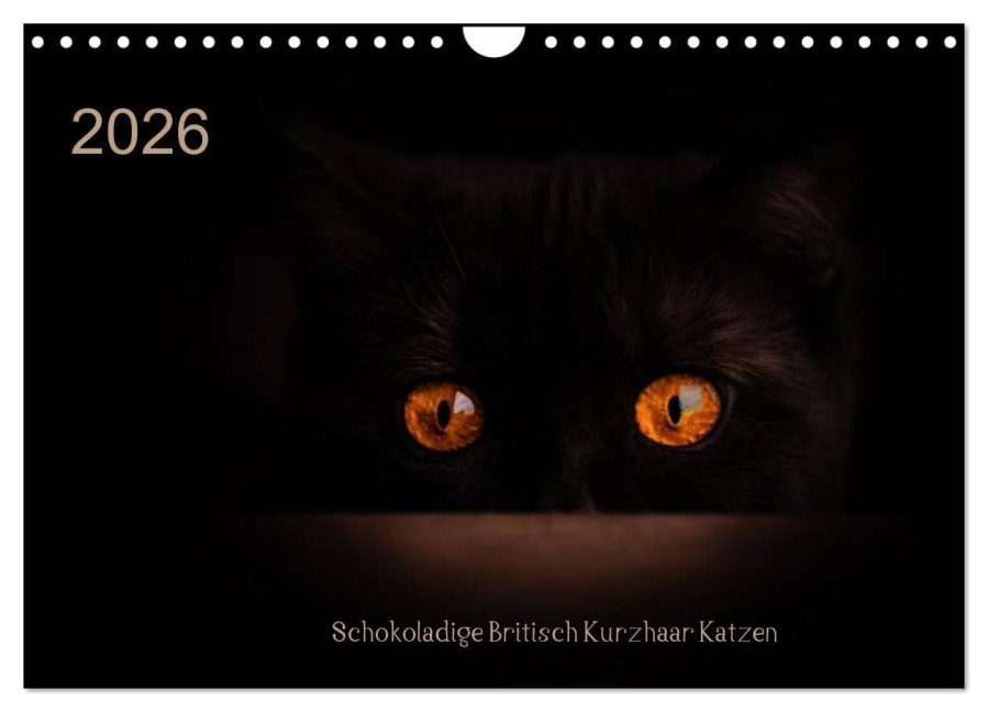 Schokoladige Britisch Kurzhaar Katzen (Wandkalender 2026 DIN A4 quer), CALVENDO Monatskalender - Janina Bürger