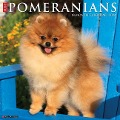 Just Pomeranians 2024 12 X 12 Wall Calendar - Willow Creek Press