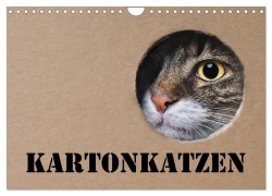 Karton Katzen (Wandkalender 2026 DIN A4 quer), CALVENDO Monatskalender - Thorsten Nilson