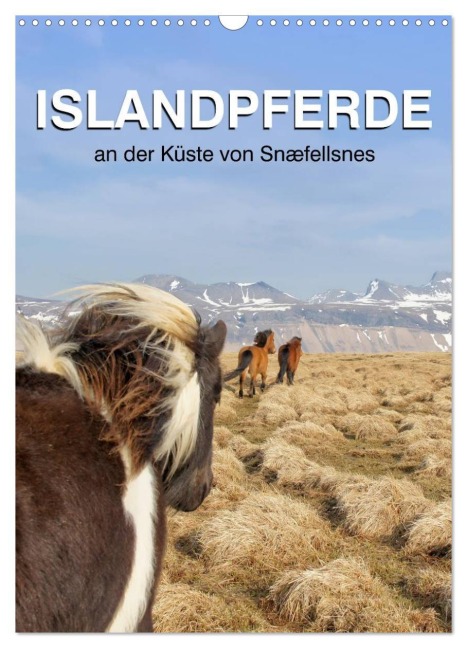 ISLANDPFERDE an der Küste von Snæfellsnes (Wandkalender 2026 DIN A3 hoch), CALVENDO Monatskalender - Jutta Albert