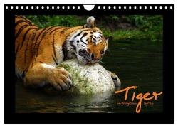 Welt der Katzen - Tiger (Wandkalender 2026 DIN A4 quer), CALVENDO Monatskalender - Marcus Skupin