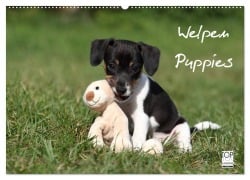 Welpen - Puppies (Wandkalender 2026 DIN A2 quer), CALVENDO Monatskalender - Jeanette Hutfluss