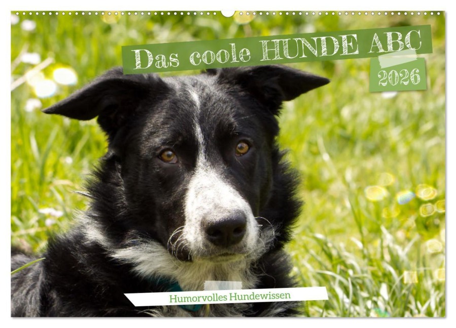 Das coole Hunde ABC (Wandkalender 2026 DIN A2 quer), CALVENDO Monatskalender - Sabine Löwer