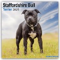 Staffordshire Bull Terrier - Staffordshire Bull Terrier 2025 - 16-Monatskalender - Avonside Publishing Ltd