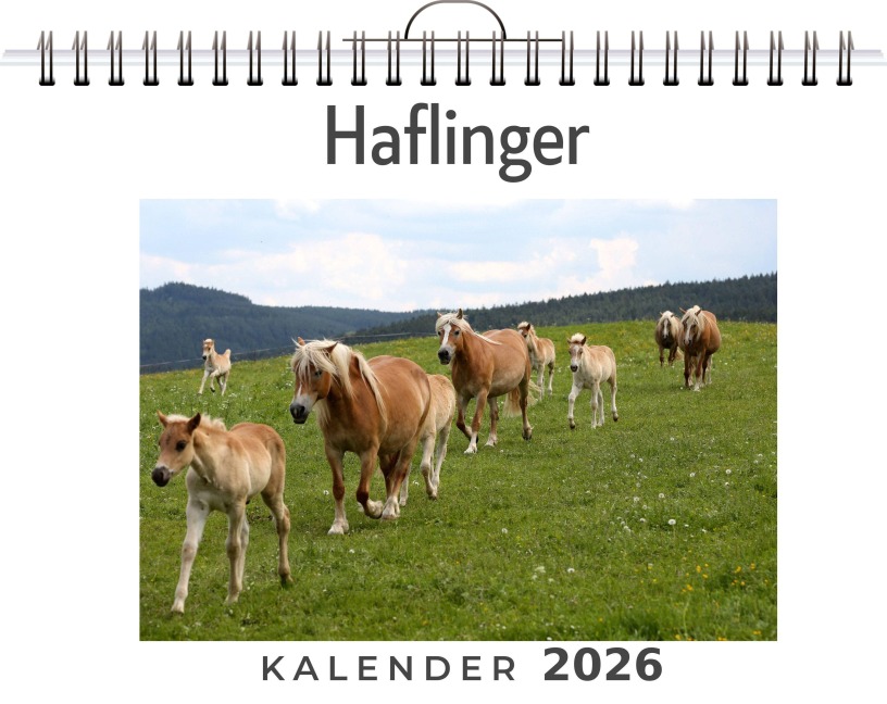 Haflinger - Liam Neumann