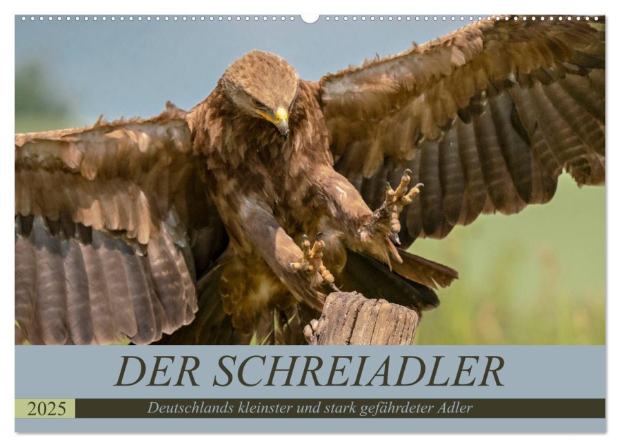 Der Schreiadler (Clanga pomarina) - Deutschands kleinster und stark gefährdeter Adler. (Wandkalender 2025 DIN A2 quer), CALVENDO Monatskalender - Arne Wünsche