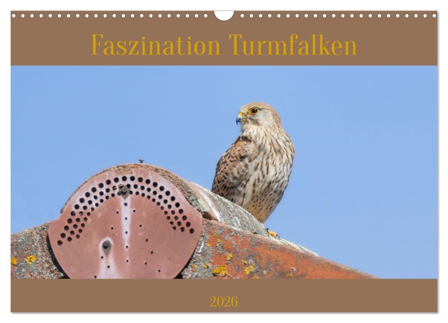 Faszination Turmfalken (Wandkalender 2026 DIN A3 quer), CALVENDO Monatskalender - Teresa Bauer