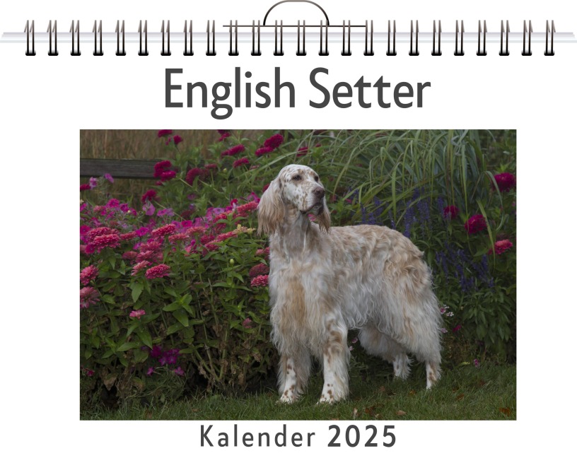 English Setter - Lucas Münch