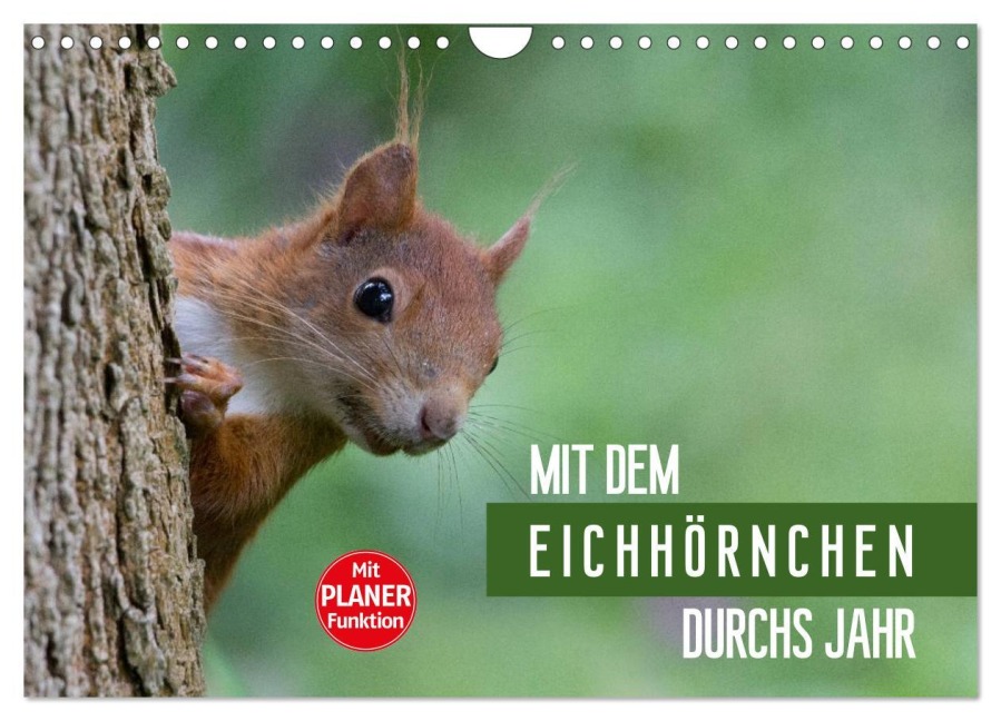 Mit dem Eichhörnchen durchs Jahr (Wandkalender 2026 DIN A4 quer), CALVENDO Monatskalender - Margret Brackhan