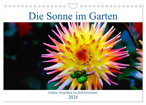Die Sonne im Garten - Dahlien, fotografiert von Ralf Kretschmer. (Wandkalender 2024 DIN A4 quer), CALVENDO Monatskalender - Ralf Kretschmer