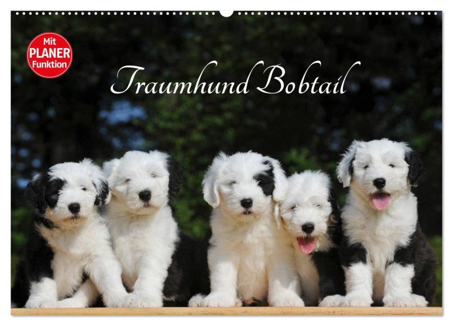Traumhund Bobtail (Wandkalender 2025 DIN A2 quer), CALVENDO Monatskalender - Sigrid Starick
