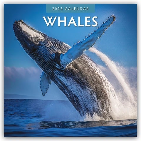 Whales - Wale 2025 - 16-Monatskalender - Robin Red