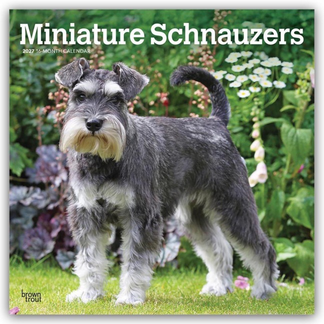 Miniature Schnauzers - Zwergschnauzer 2027 - 16-Monatskalender - Browntrout Publishers