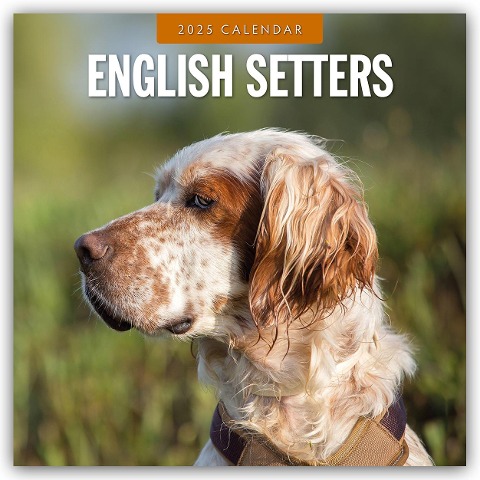 English Setters - Englisch Setter 2025 - 16-Monatskalender - 