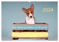 Ein Basenji Baby wird groß (Wandkalender 2024 DIN A2 quer), CALVENDO Monatskalender - Angelika Joswig