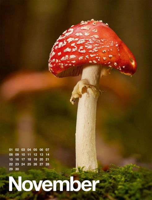 InsideView 11