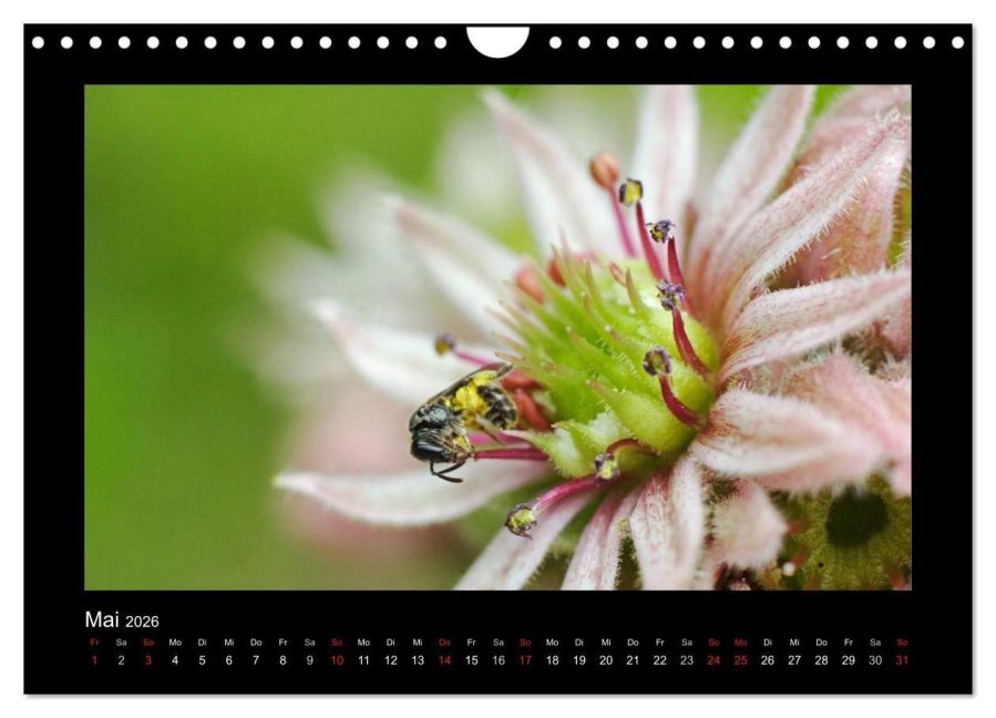 InsideView 10