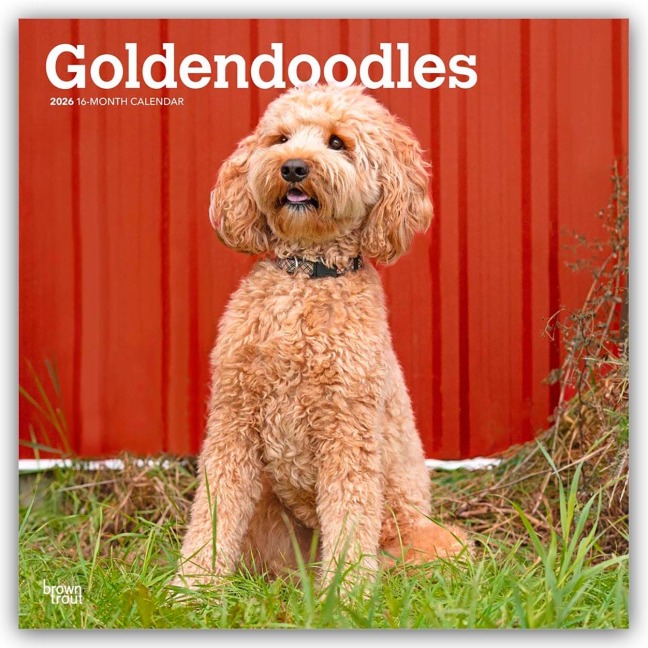 Goldendoodles - Goldendoodle 2026 - 16-Monatskalender - Browntrout Publishers
