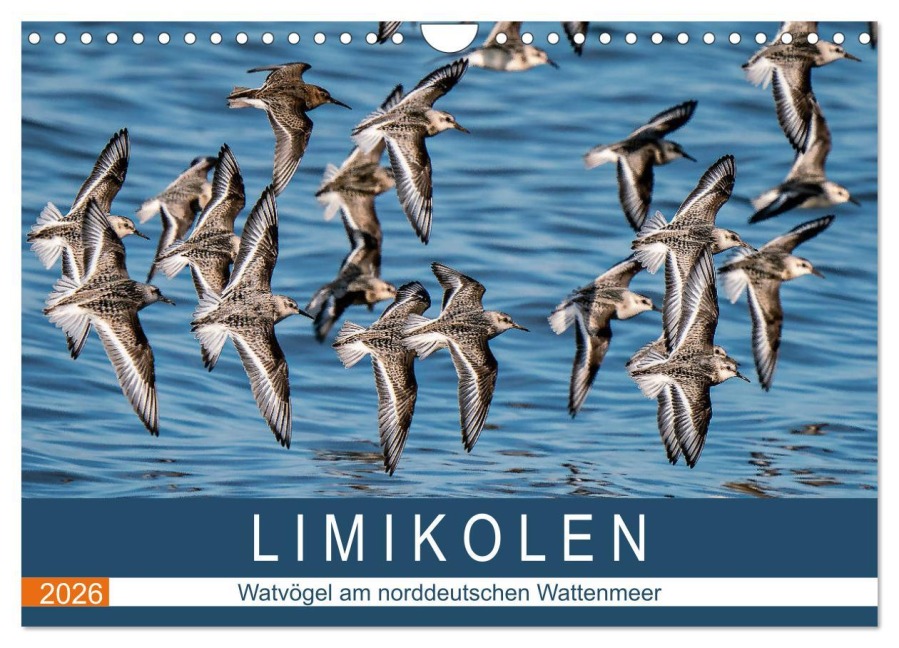 Limikolen - Watvögel am norddeutschen Wattenmeer (Wandkalender 2026 DIN A4 quer), CALVENDO Monatskalender - Arne Wünsche