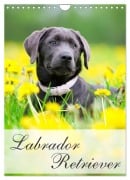 Cover-Bild zum Titel 'Labrador Retriever (Wandkalender 2027 DIN A4 hoch), CALVENDO Monatskalender' von 'Nicole Noack'