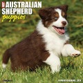 Just Australian Shepherd Puppies 2024 12 X 12 Wall Calendar - Willow Creek Press