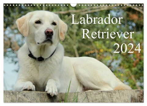 Labrador Retriever 2024 (Wandkalender 2024 DIN A3 quer), CALVENDO Monatskalender - Anita Schreuer