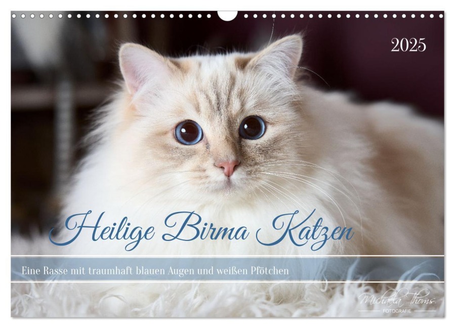 Heilige Birma Katzen mit traumhaft blauen Augen und weißen Pfötchen (Wandkalender 2025 DIN A3 quer), CALVENDO Monatskalender - Michaela Thoms