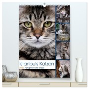 Istanbuls Katzen (hochwertiger Premium Wandkalender 2026 DIN A2 hoch), Kunstdruck in Hochglanz - Harald Wagener