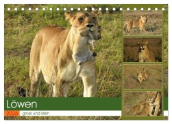 Cover-Bild zum Titel 'Löwen - gross und klein (Tischkalender 2026 DIN A5 quer), CALVENDO Monatskalender' von 'Susan Michel'