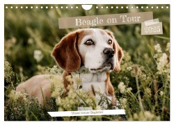 Beagle - Unser treuer Begleiter (Wandkalender 2025 DIN A4 quer), CALVENDO Monatskalender - Lea-Isabelle Lea-Isabelle
