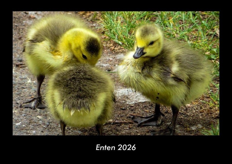 Enten 2026 Fotokalender DIN A3 - Tobias Becker