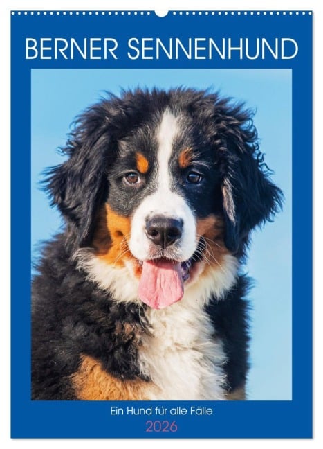 Berner Sennenhund - Ein Hund für alle Fälle (Wandkalender 2026 DIN A2 hoch), CALVENDO Monatskalender - Sigrid Starick