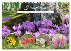 Cover-Bild zum Titel 'Heilpflanzen - Schätze im Garten (Wandkalender 2026 DIN A3 quer), CALVENDO Monatskalender' von 'Gisela Kruse'