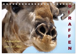 Giraffen - Faszination der Wildnis (Tischkalender 2026 DIN A5 quer), CALVENDO Monatskalender - Nadine Haase