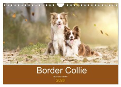 Cover-Bild zum Titel 'Border Collie - Bunt und clever! (Wandkalender 2026 DIN A4 quer), CALVENDO Monatskalender' von 'Andrea Mayer Tierfotografie'
