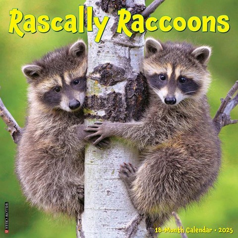 Rascally Raccoons 2025 12 X 12 Wall Calendar - Willow Creek Press