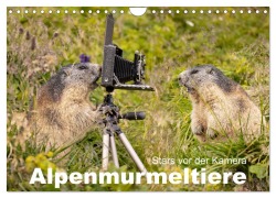 Cover-Bild zum Titel 'Alpenmurmeltiere - Stars vor der Kamera (Wandkalender 2026 DIN A4 quer), CALVENDO Monatskalender' von 'Johann Schoerkhuber'