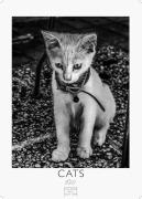 Cover-Bild zum Titel 'Cats schwarz-weiss Kalender 2027 - Wandkalender | Fotokalender Tierkalender schwarz-weiss 29x21cm - Katzenkalender | Perfekt für Katzenliebhaber und Tierkalenderfans' von ''