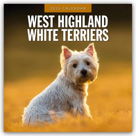 West Highland White Terriers - West Highland White Terrier - Westie 2025 - 16-Monatskalender - 