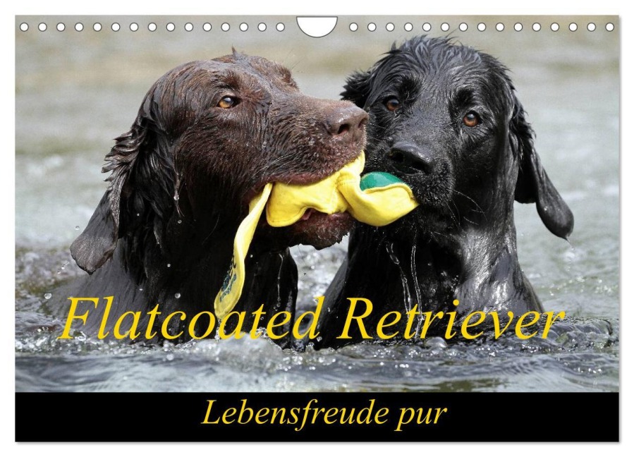 Flatcoated Retriever (Wandkalender 2026 DIN A4 quer), CALVENDO Monatskalender - Beam Beatrice Müller