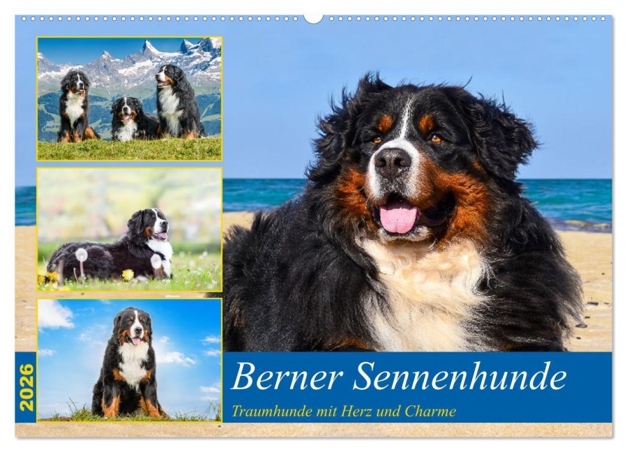 Berner Sennenhunde - Traumhunde mit Charme (Wandkalender 2026 DIN A2 quer), CALVENDO Monatskalender - Jana K. Fotografie